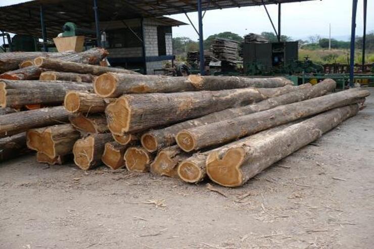 Ecuador Teak Logs_740x493